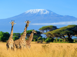 Three giraffe on Kilimanjaro mount background in National park of Kenya, Africa